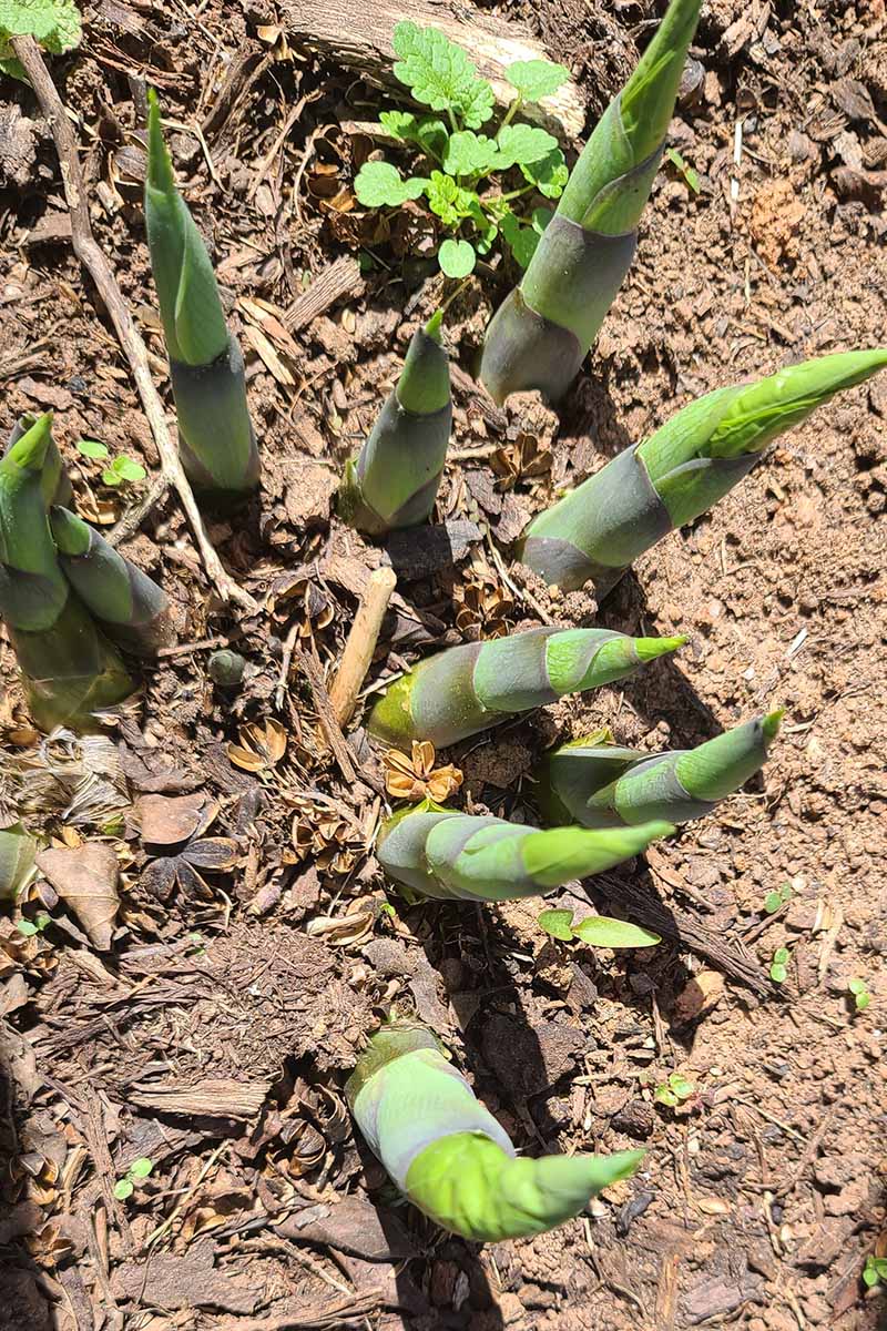 A close up vertical image of hosta shoots emerging from the ground in spring.