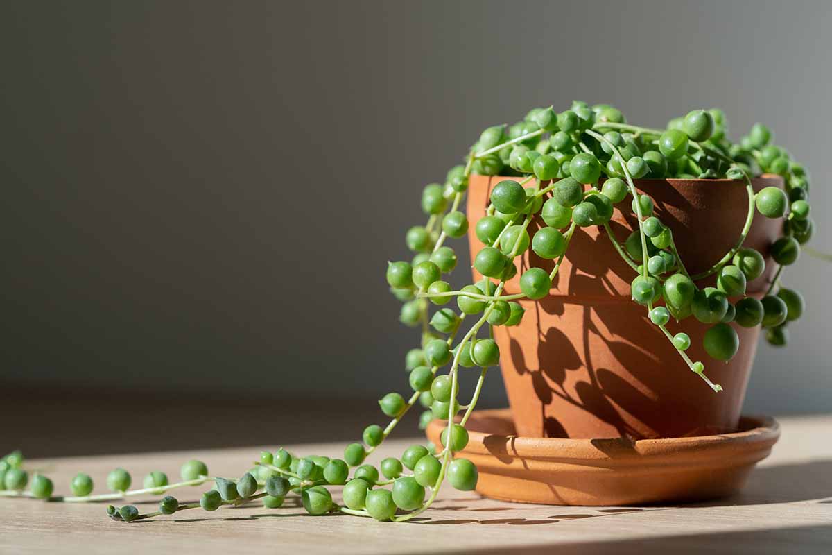 How to Grow and Care for String of Pearls Gardener’s Path