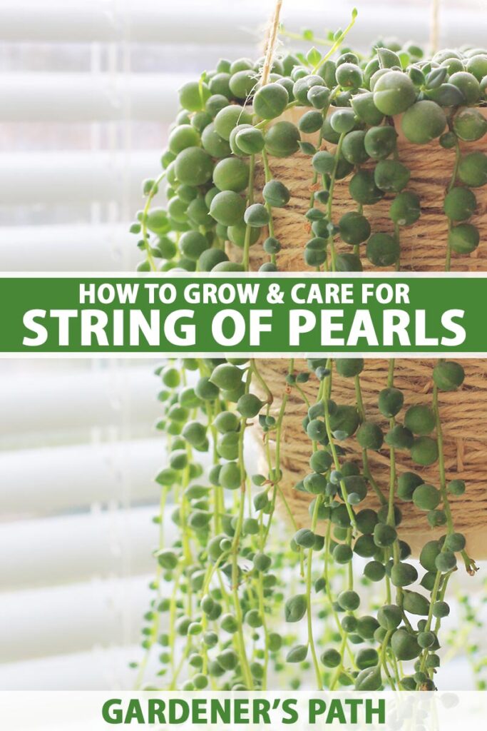 How to Grow and Care for String of Pearls Gardener’s Path