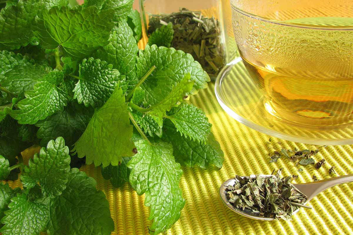 A close up horizontal image of a glass of lemon balm (Melissa officinalis) tea next to a bunch of the herb both fresh and dried set on a yellow surface.