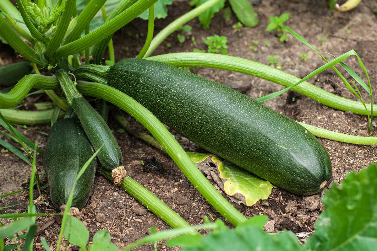 How To Protect Zucchini Plants From Pests Gardener S Path gardenerpath