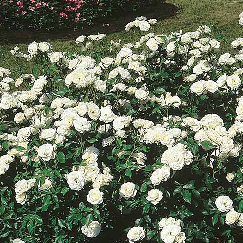 17 of the Best White Rose Varieties for the Garden Gardener’s Path