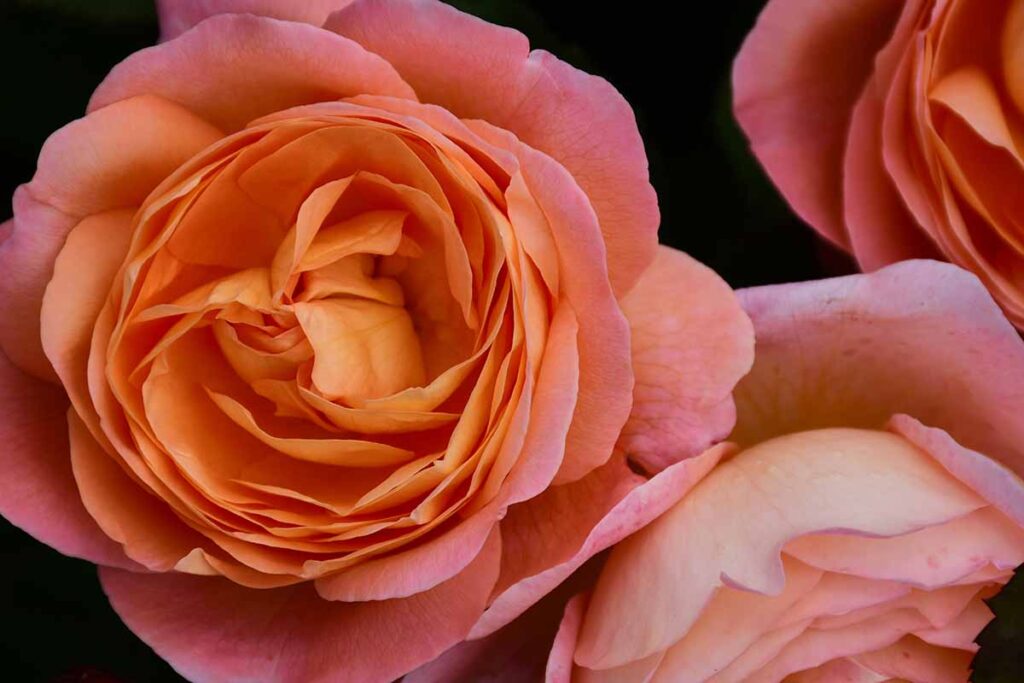 25 of the BestSmelling Roses to Enrich Your Garden Gardener’s Path
