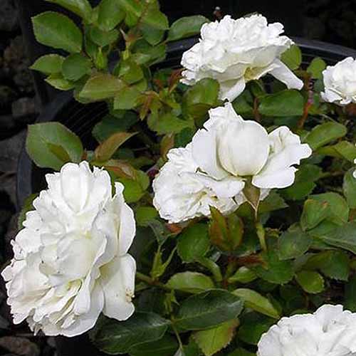 17 of the Best White Rose Varieties for the Garden Gardener’s Path