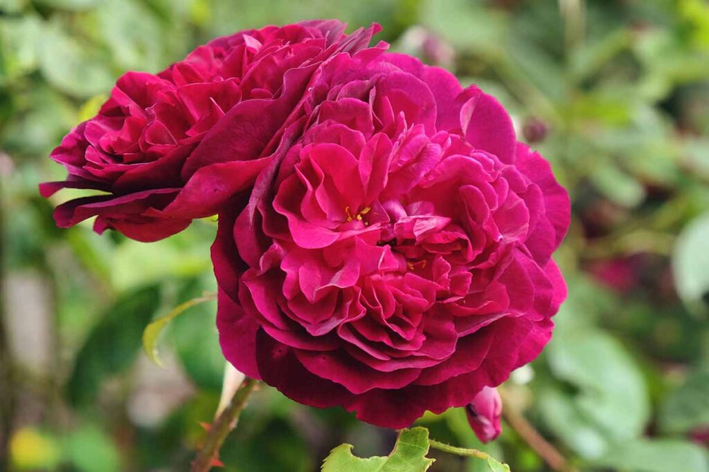 25 of the BestSmelling Roses to Enrich Your Garden Gardener’s Path