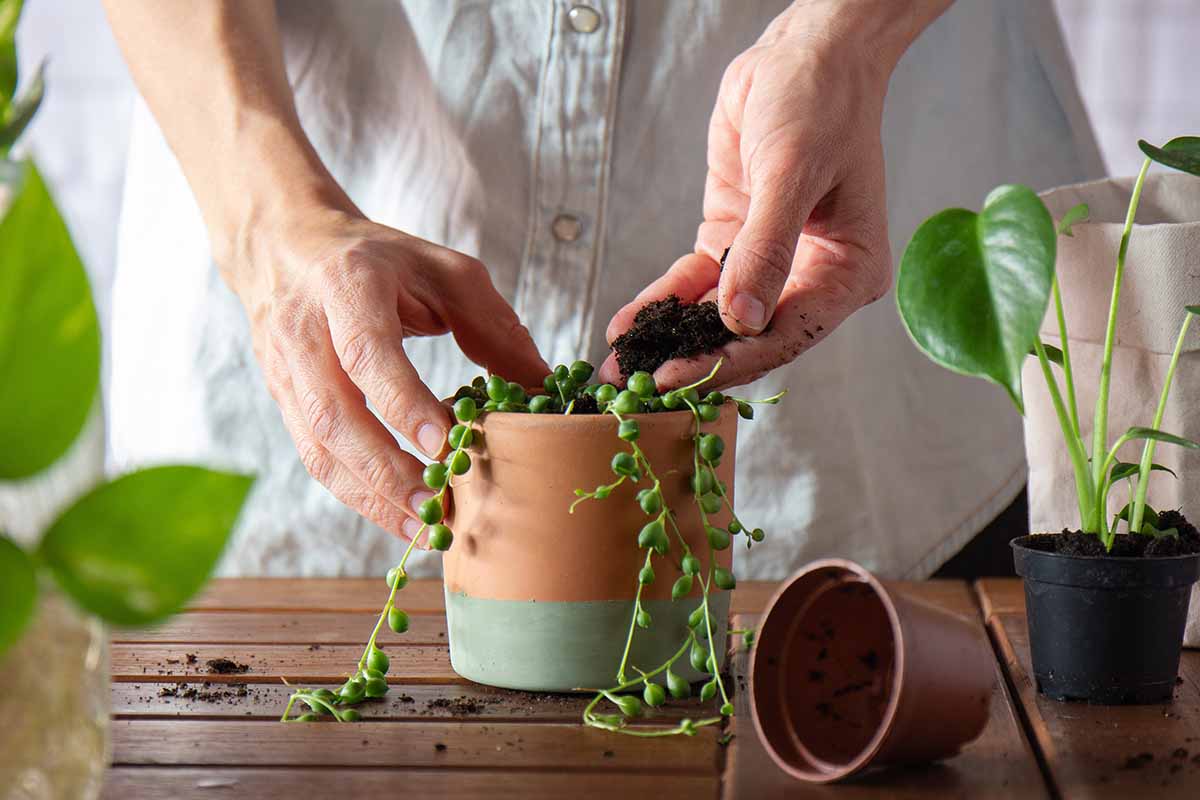 A close up horizontal image of a gardener potting up a string of pearls (Senecio rowleyanus) plant into a terra cotta container.