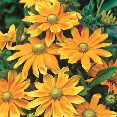 A square image of Rudbeckia hirta &lsquo;Prairie Sun&rsquo; flowers growing in the backyard.