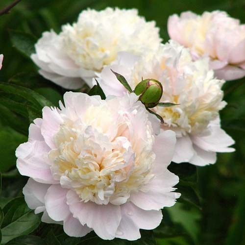 A close up square image of light pink ‘Shirley Temple’ Paeonia flowers pictured on a soft focus background.