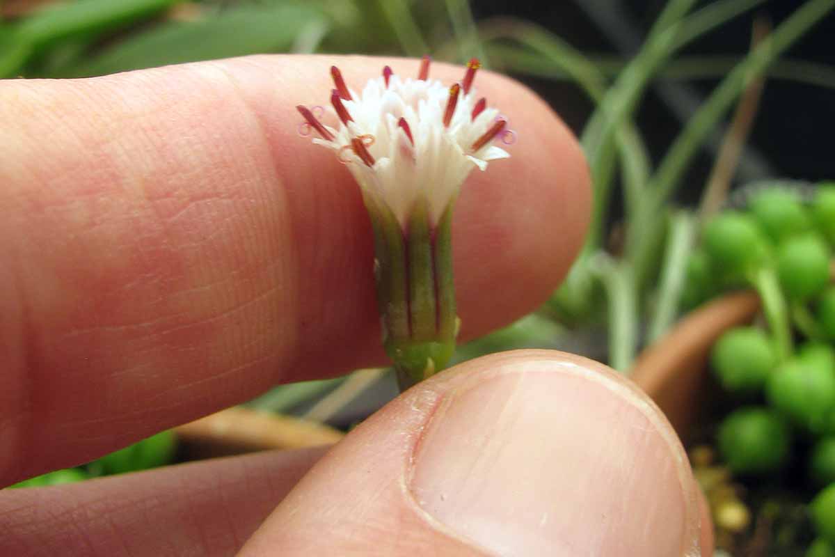 A close up horizontal image of a hand holding a tiny string of pearls flower pictured on a soft focus background.
