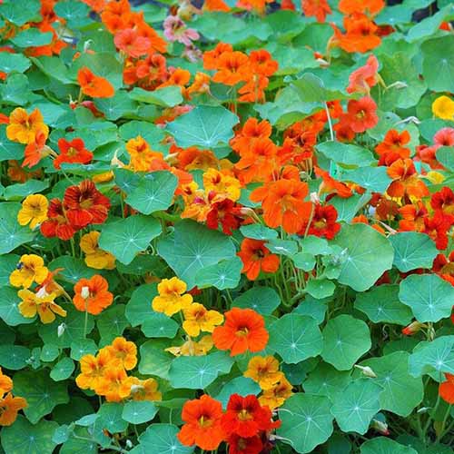 How to Harvest and Use Edible Nasturtiums Gardener's Path