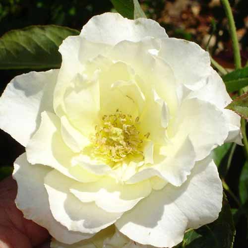 17 of the Best White Rose Varieties for the Garden Gardener’s Path