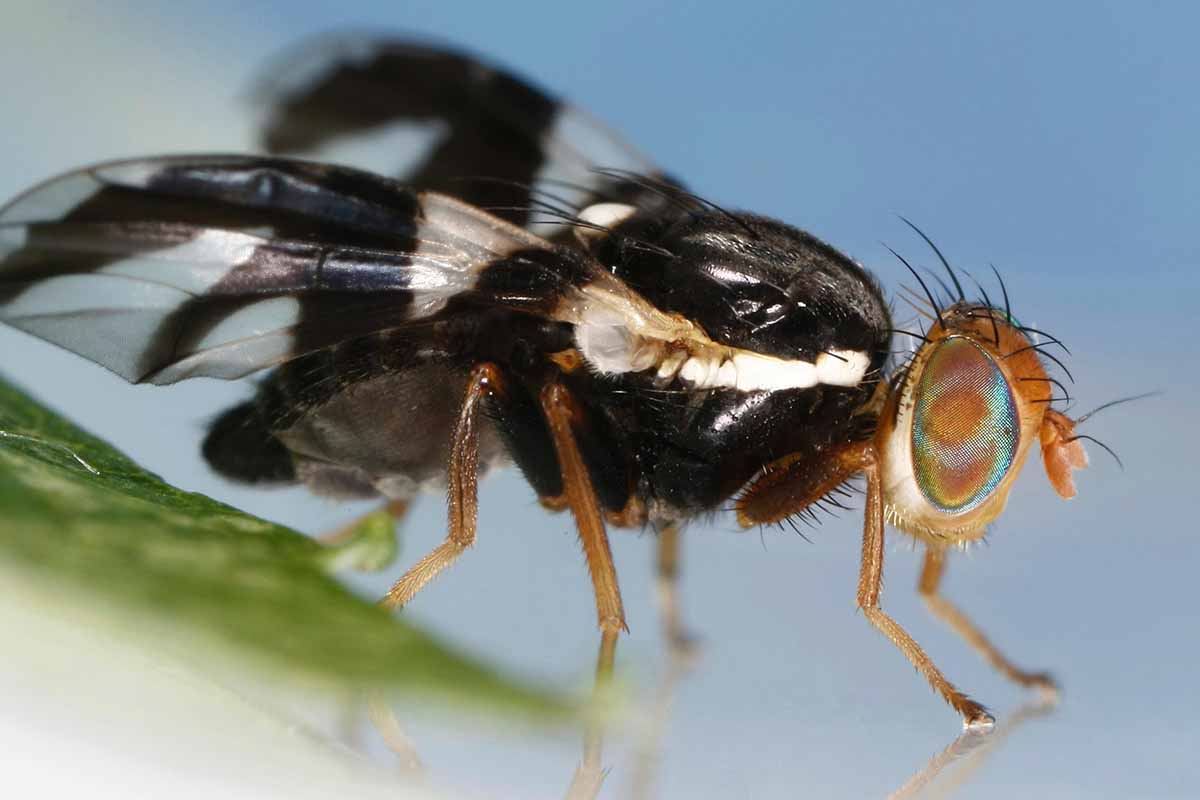 A close up horizontal image of an adult Rhagoletis pomonella fly pictured on a soft focus background.