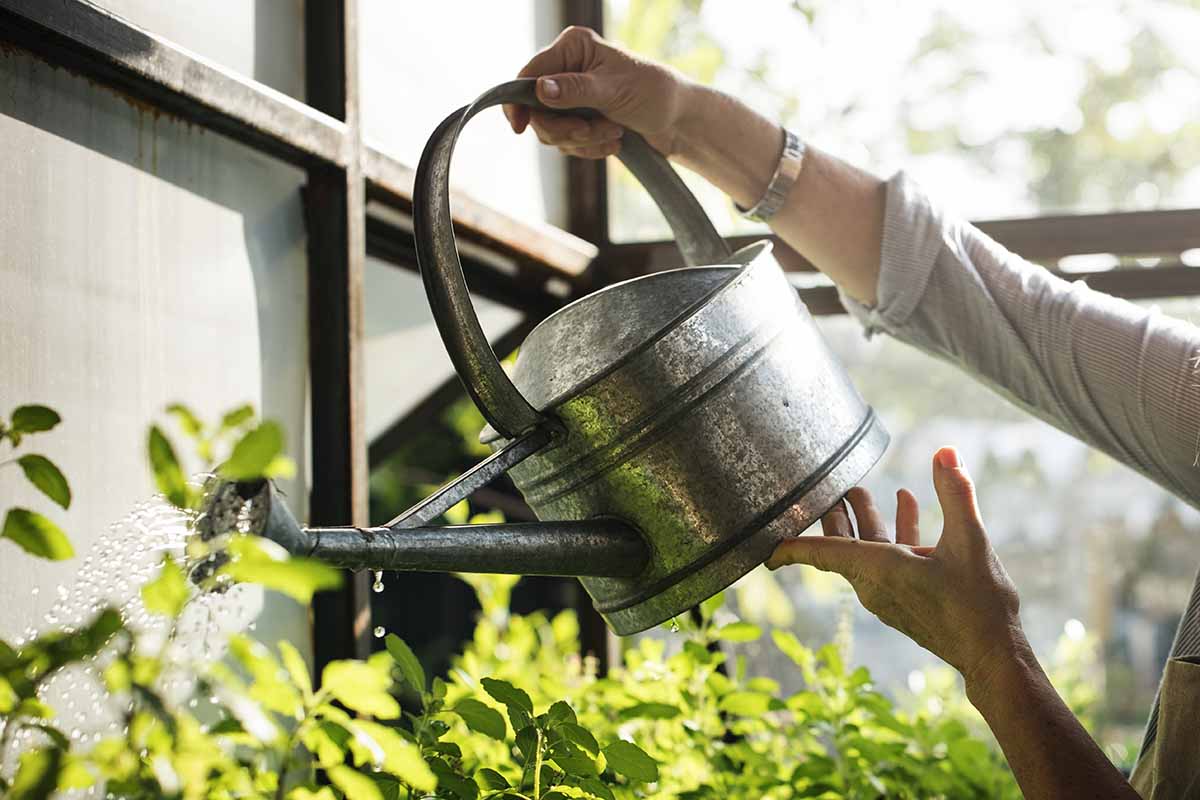 A close up horizontal image of a gardener watering plants in a greenhouse.