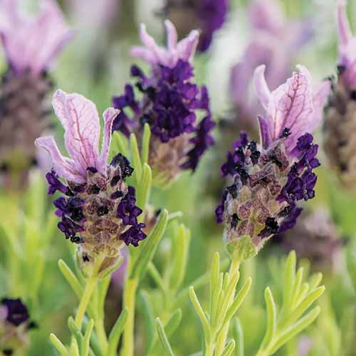 A close up square image of &lsquo;Bandera Purple&rsquo; lavender flowers pictured on a soft focus background.