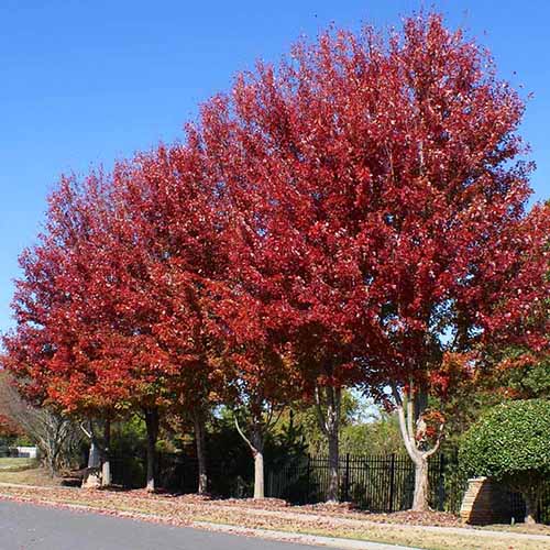 A square image of Celebration maple trees growing by the side of a road.