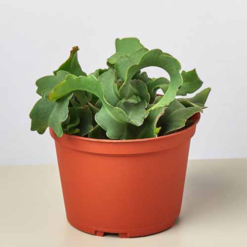 A close up of a small potted &lsquo;Curly Sue&rsquo; epiphyllum plant on a wooden surface.