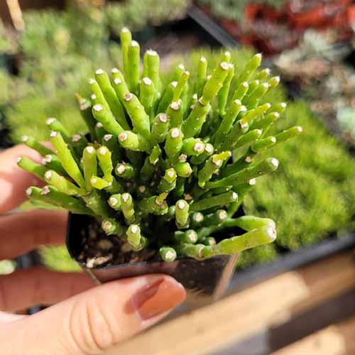 A close up of a hand holding a small potted dancing bones plant.