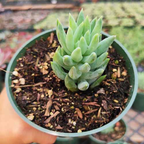 A close up square image of a donkey’s tail plant growing in a pot.