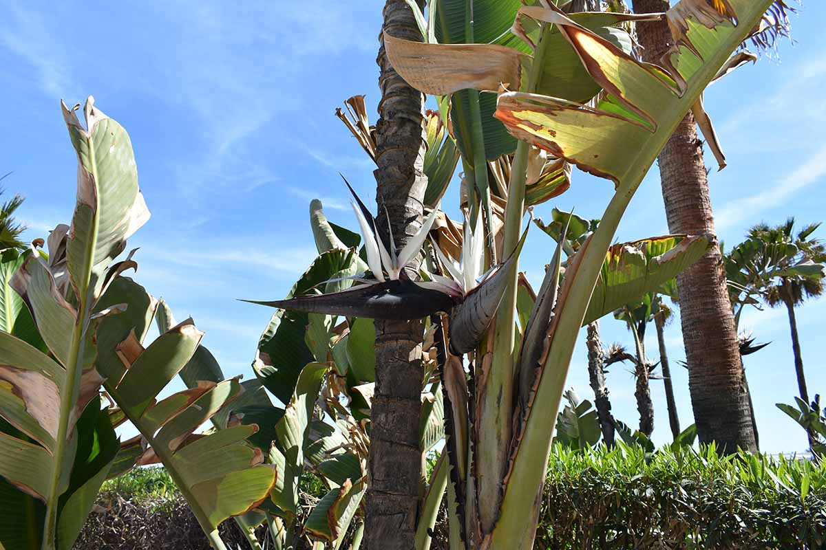 How and When to Prune Bird of Paradise Plants Gardener’s Path