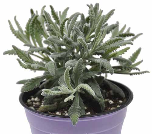 A close up of a small &lsquo;Goodwin Creek Grey&rsquo; lavender plant growing in a purple pot isolated on a white background.