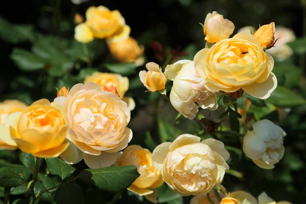 13 of the Best Yellow Rose Varieties to Add Sunshine to Your Garden