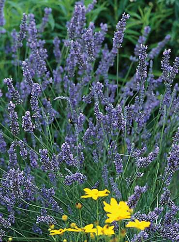 A close up vertical image of Lavandula &lsquo;Grosso&rsquo; growing in the garden.