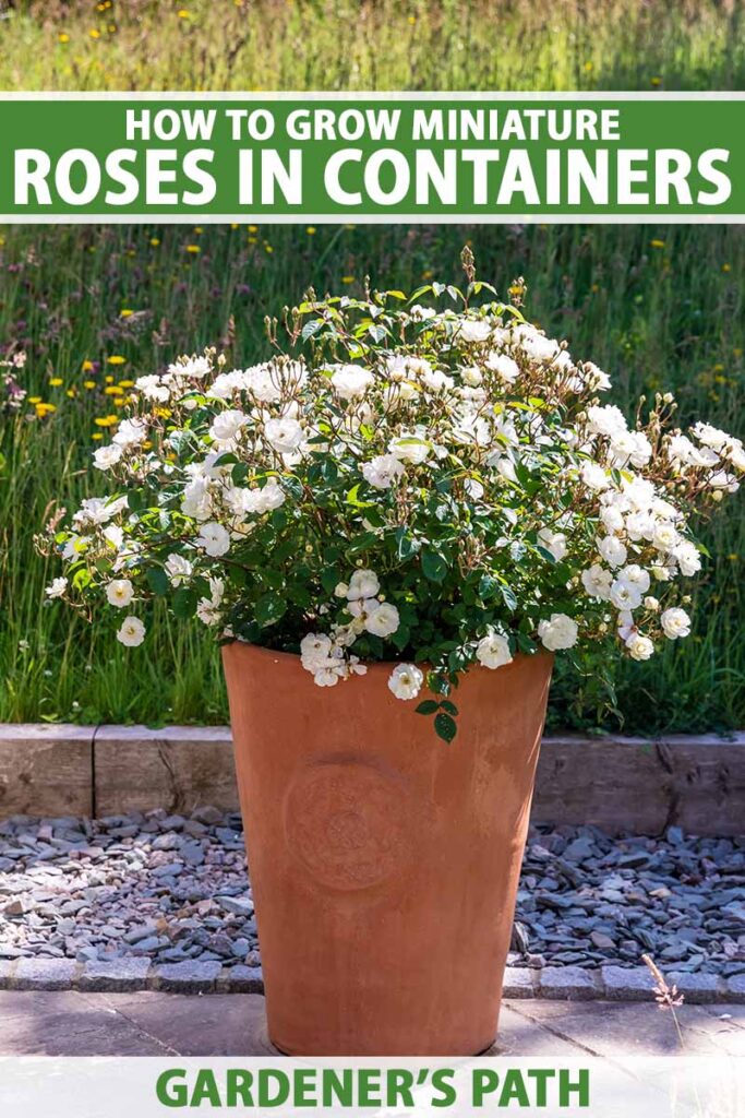How to Grow Miniature Roses in Containers Gardener’s Path