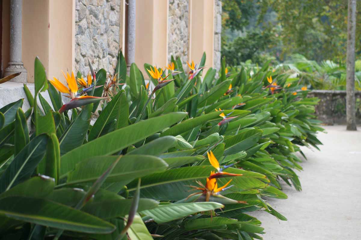 A horizontal image of a large planting of bird of paradise (Strelitzia reginae) plants outside a stone residence.