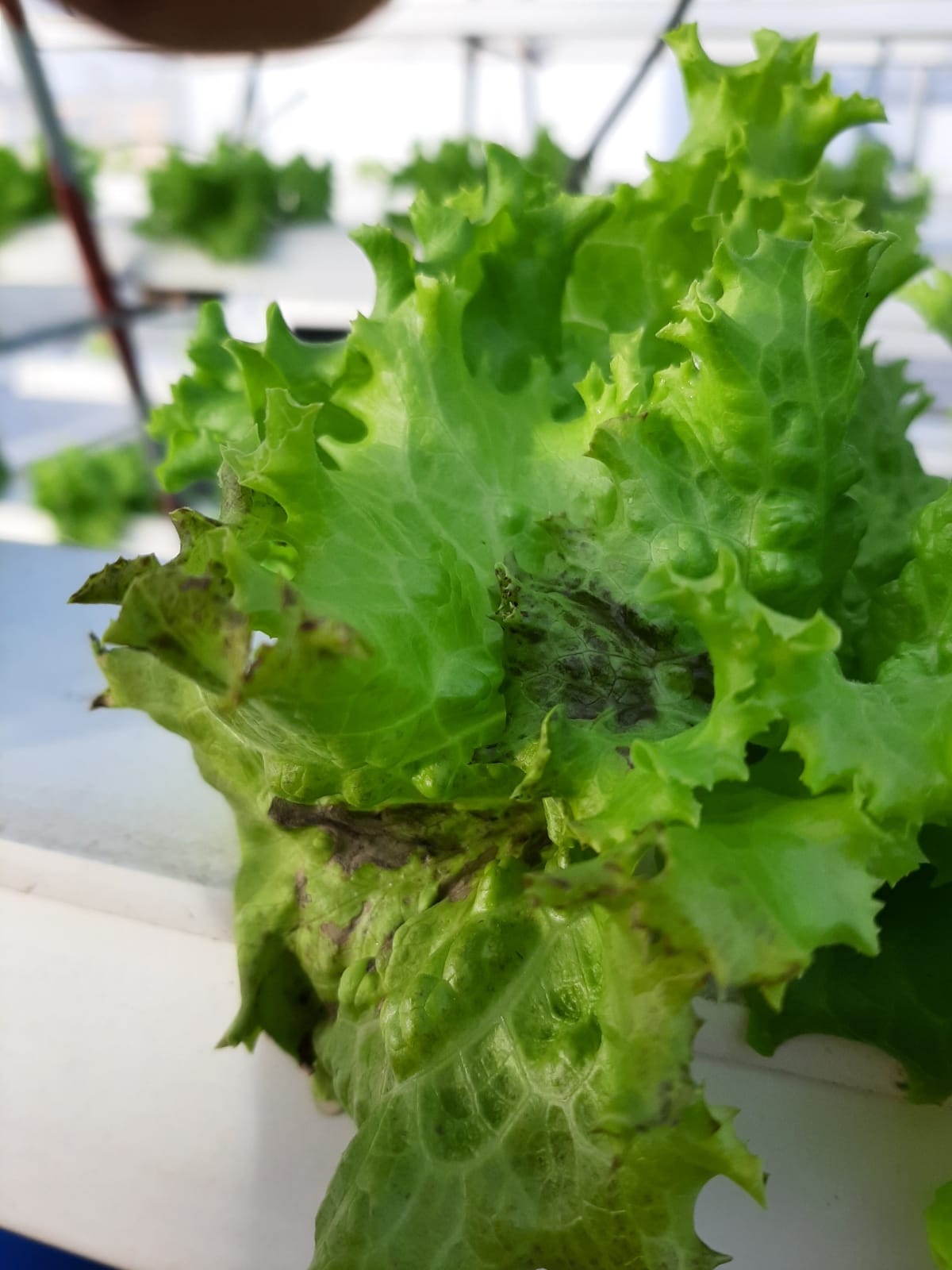 How to Identify and Prevent Common Lettuce Diseases