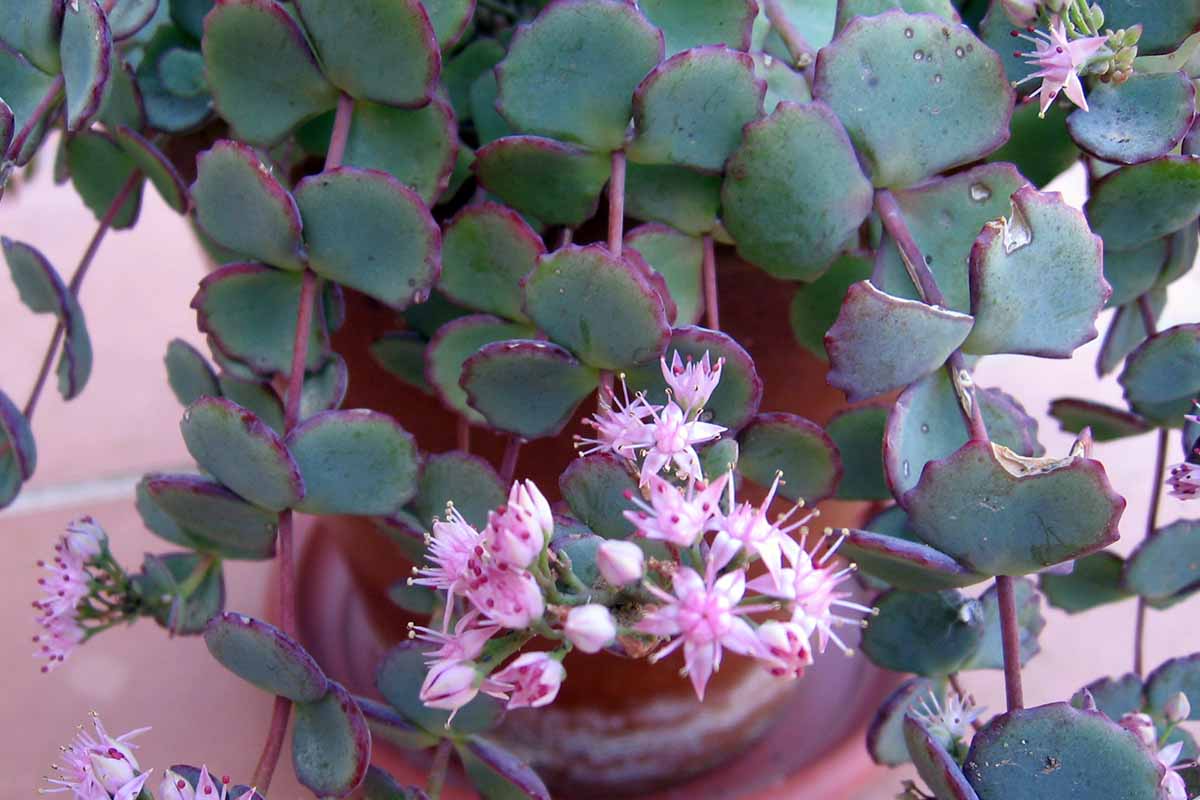 A horizontal image of an October daphne plant growing in a pot.