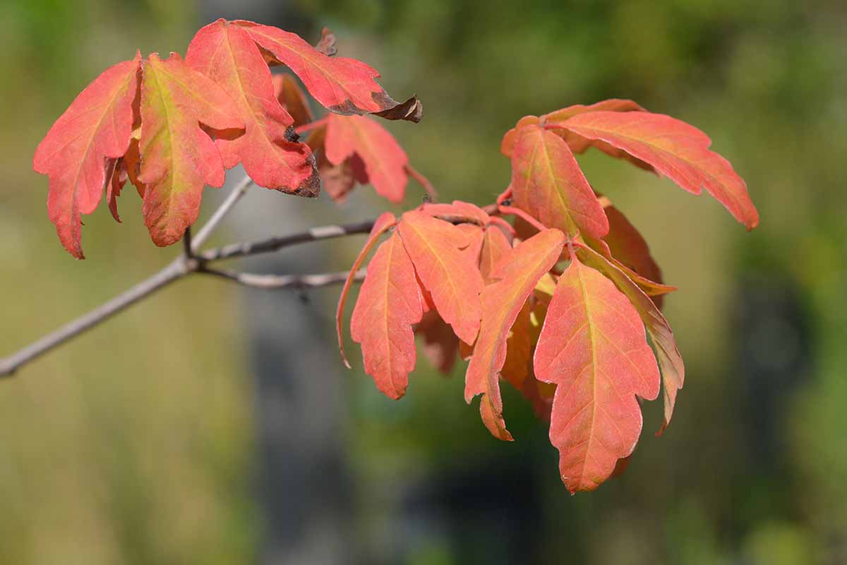 A close up horizontal image of the foliage of paperbark maple (Acer griseum) pictured on a soft focus background.