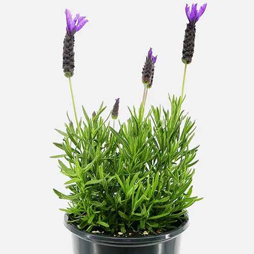 A close up square image of Lavandula &lsquo;Primavera&rsquo; growing in a small black pot pictured on a white background.