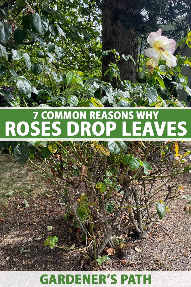 7 Common Reasons Why Roses Drop Their Leaves Gardener’s Path