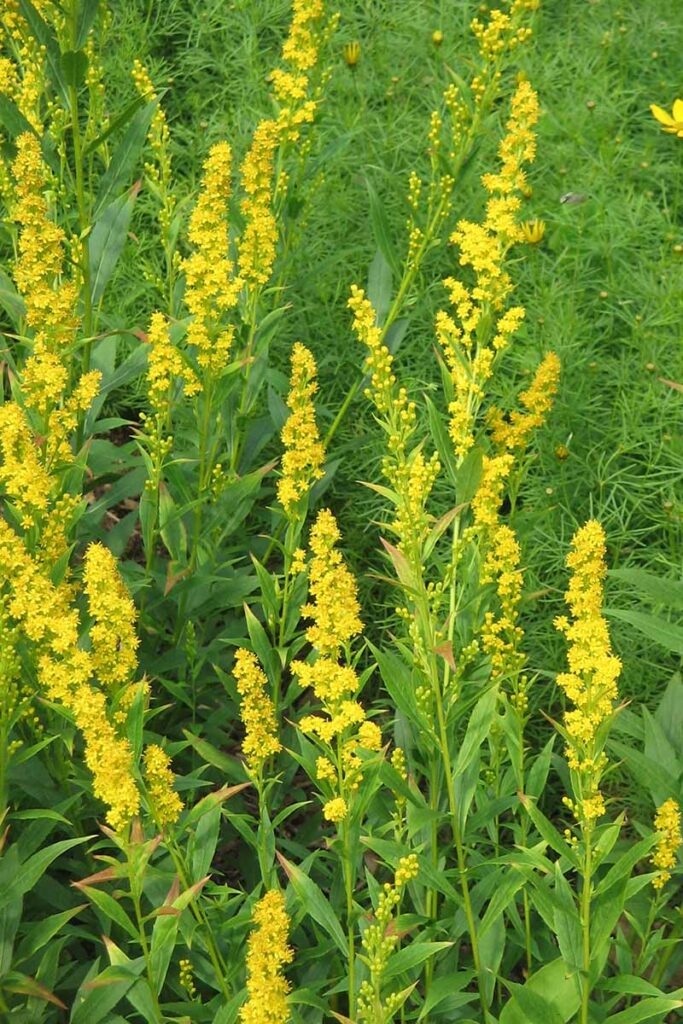9 Different Types of Goldenrods to Grow in the Landscape