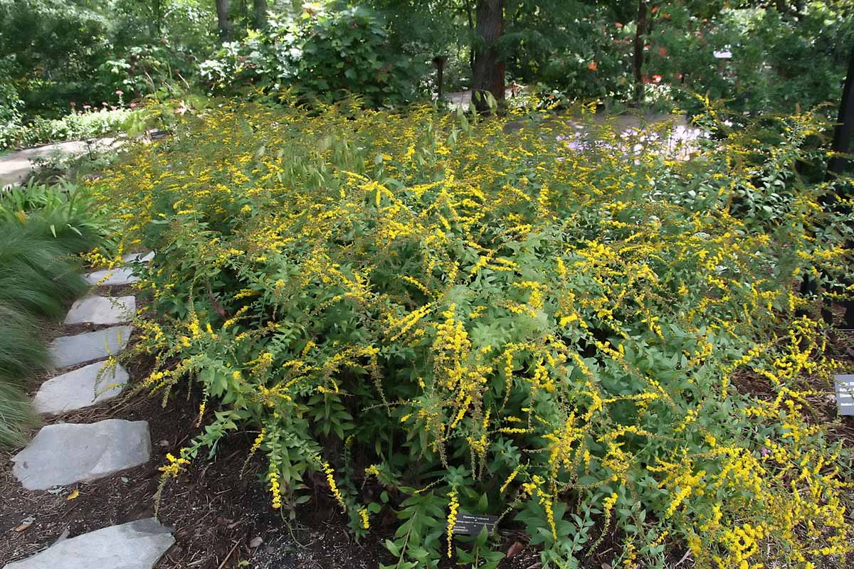 A horizontal image of ‘Fireworks’ goldenrod growing in the landscape with a path to the left of the frame and a pond in the background.