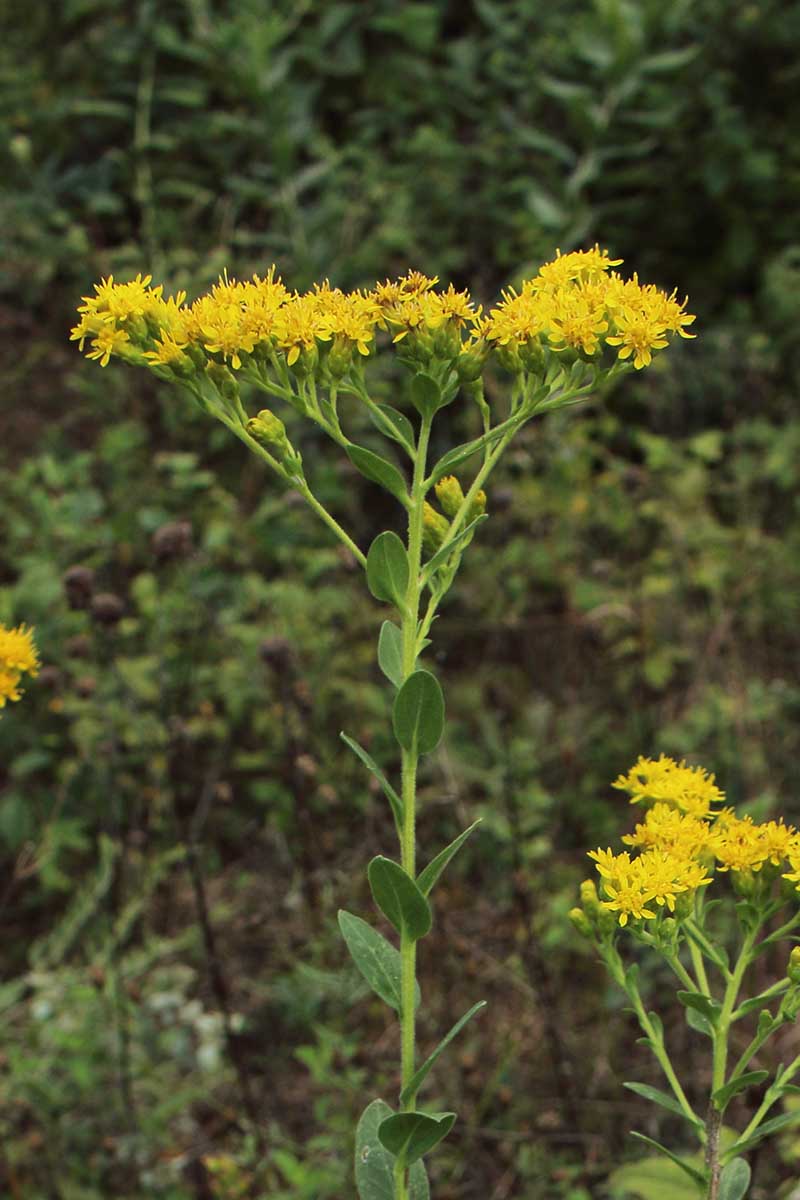 9 Different Types of Goldenrods to Grow in the Landscape