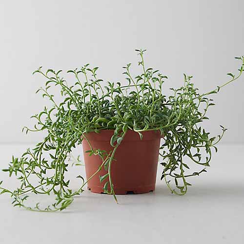 A square image of a string of dolphins growing in a small container isolated on a white background.