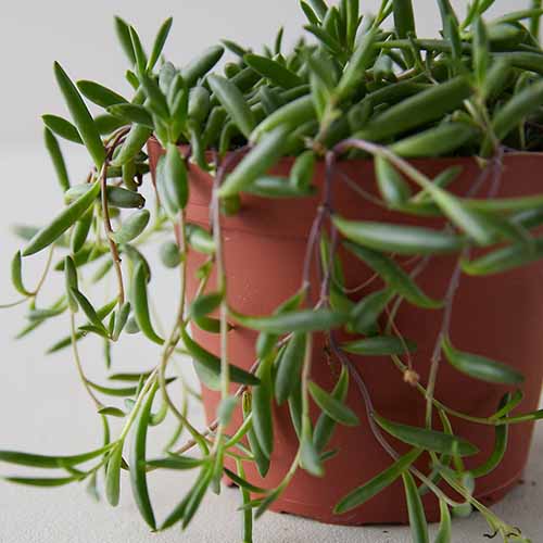 A square image of a string of pickles plant growing in a plastic container.