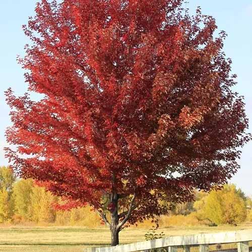 A close up square image of a large Acer &lsquo;Sun Valley&rsquo; tree growing in a park.