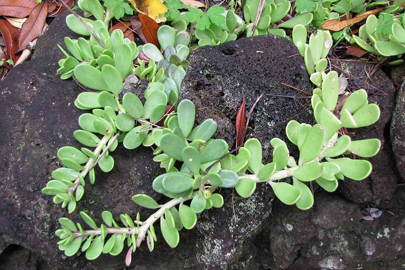 A horizontal image of trailing jade growing in a rocky location in the garden.