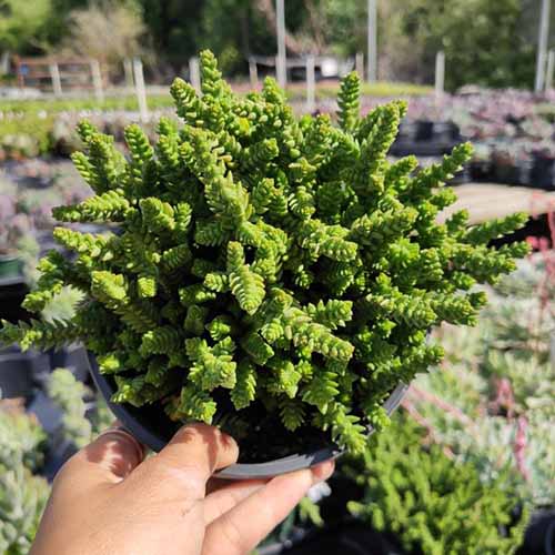 A square image of a hand holding up a potted watch chain crassula pictured on a soft focus background.
