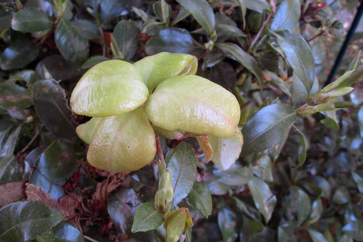 How to Identify and Deal with Leaf Gall on Camellias