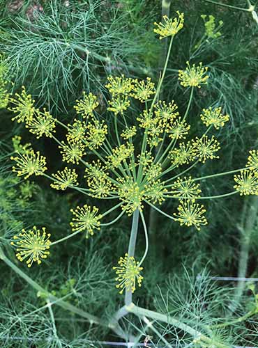 A close up vertical image of ‘Elephant’ dill growing in the garden.