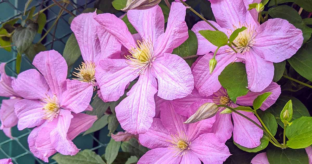 17 of the Best FallBlooming Clematis Varieties Gardener’s Path