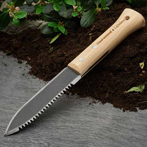 A close up square image of a Farmer&rsquo;s Dagger knife set on the ground in the garden.