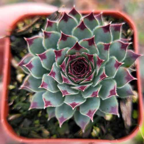 A close up square image of Sempervivum ‘Greenii’ growing in a small pot pictured on a soft focus background.