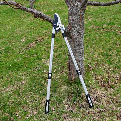 A close up square image of a pair of bypass pruners propped up against a tree.