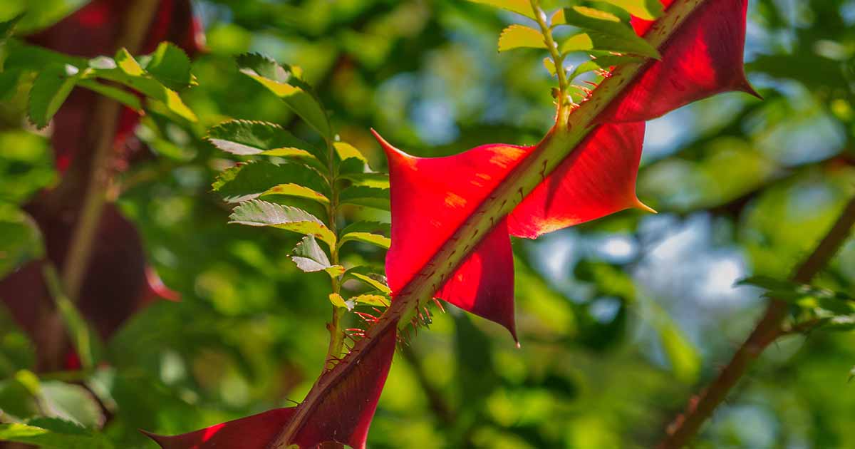 How to Grow Wingthorn Roses Gardener’s Path