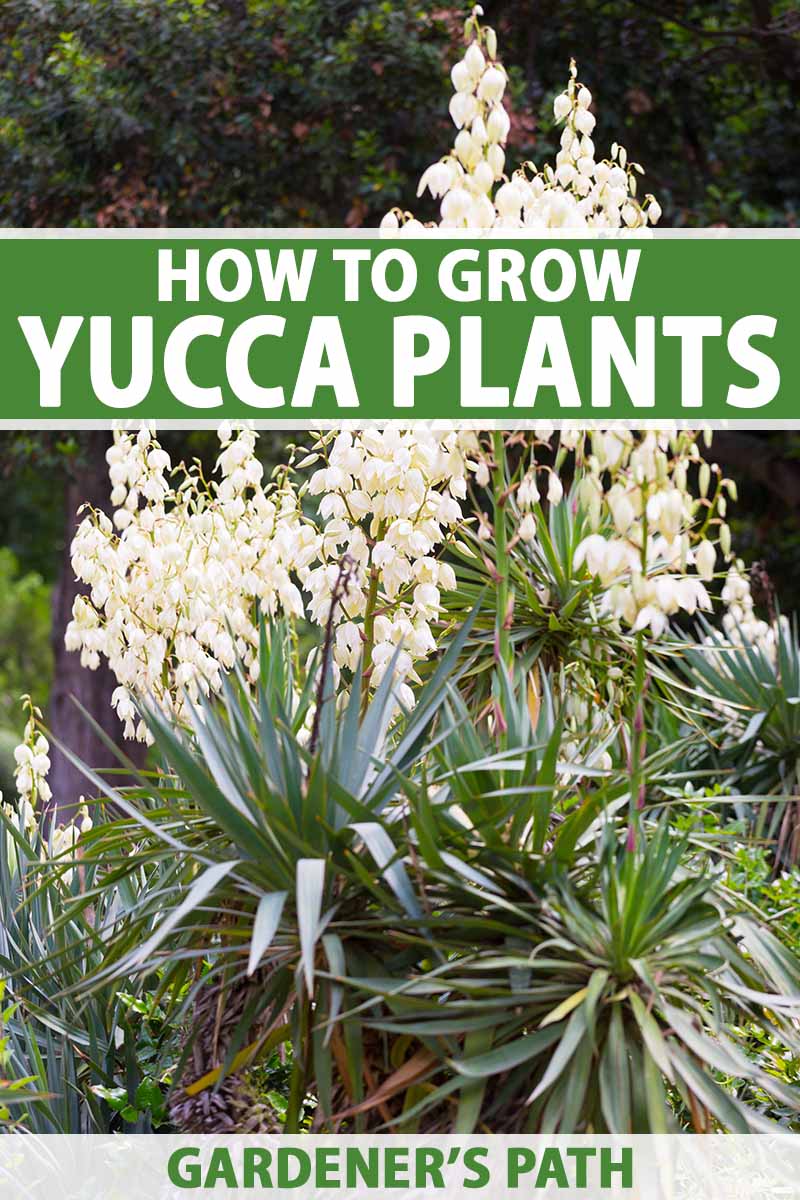 How to Grow and Care for Yucca Gardener’s Path