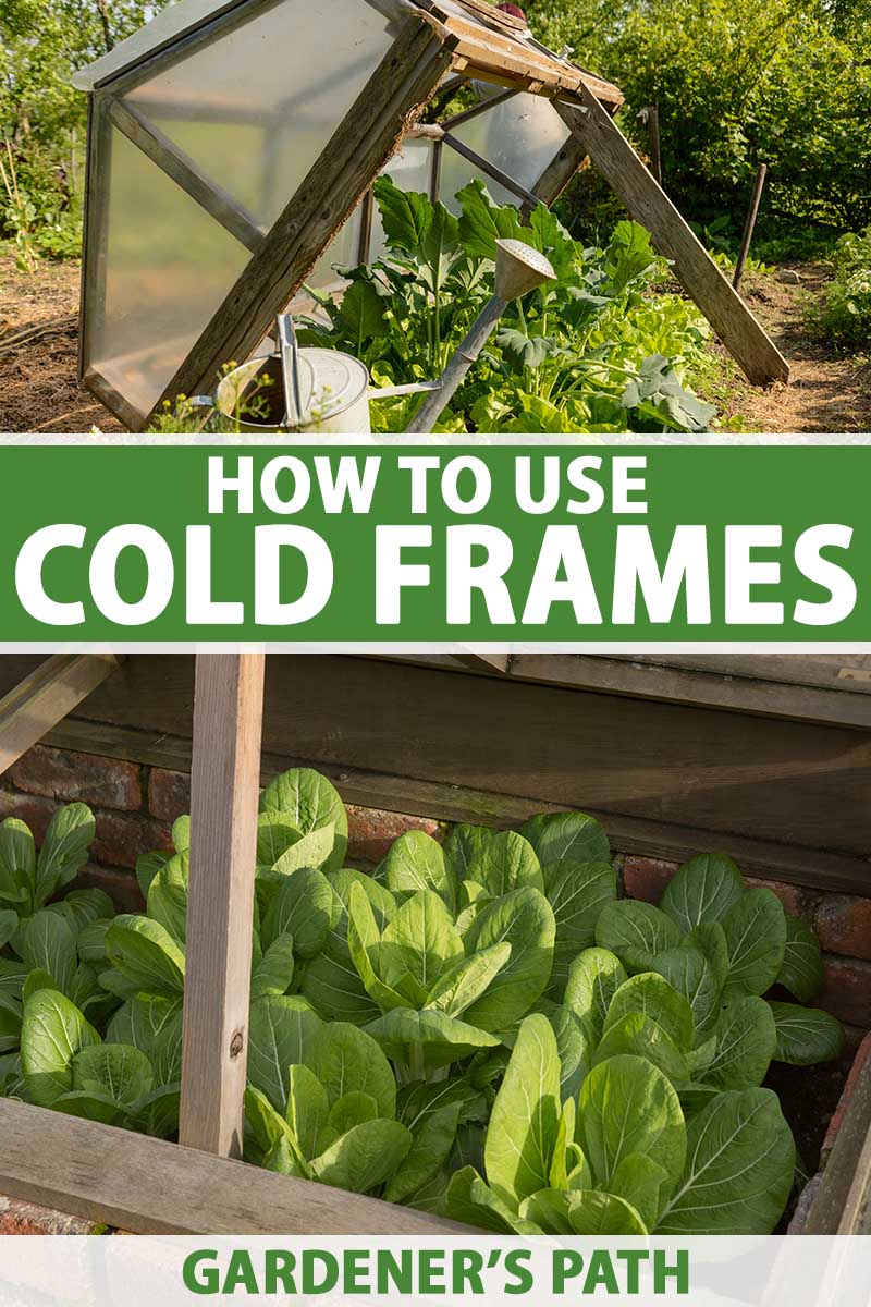 How to Use a Cold Frame for Fall Gardening Gardener’s Path